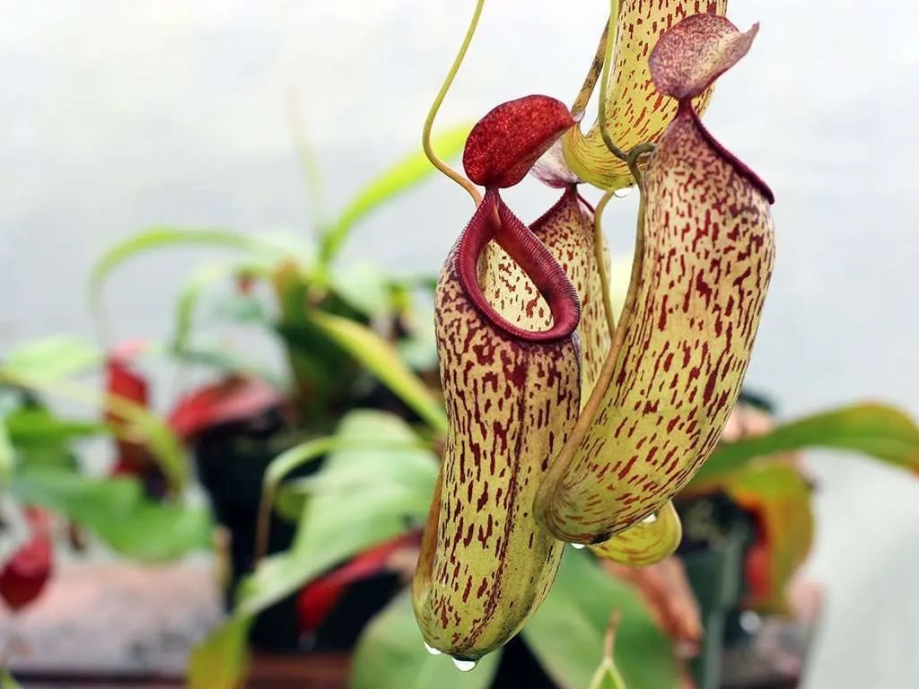 Nepenthes Pitcher Plant Care